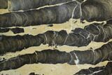 Polished Stromatolite (Boxonia) From Australia - Million Years #129157-1